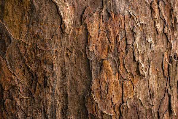The Exquisite Wooden Collections of UNTOLDstr: A Deep Dive into Walnut and Beech Wood